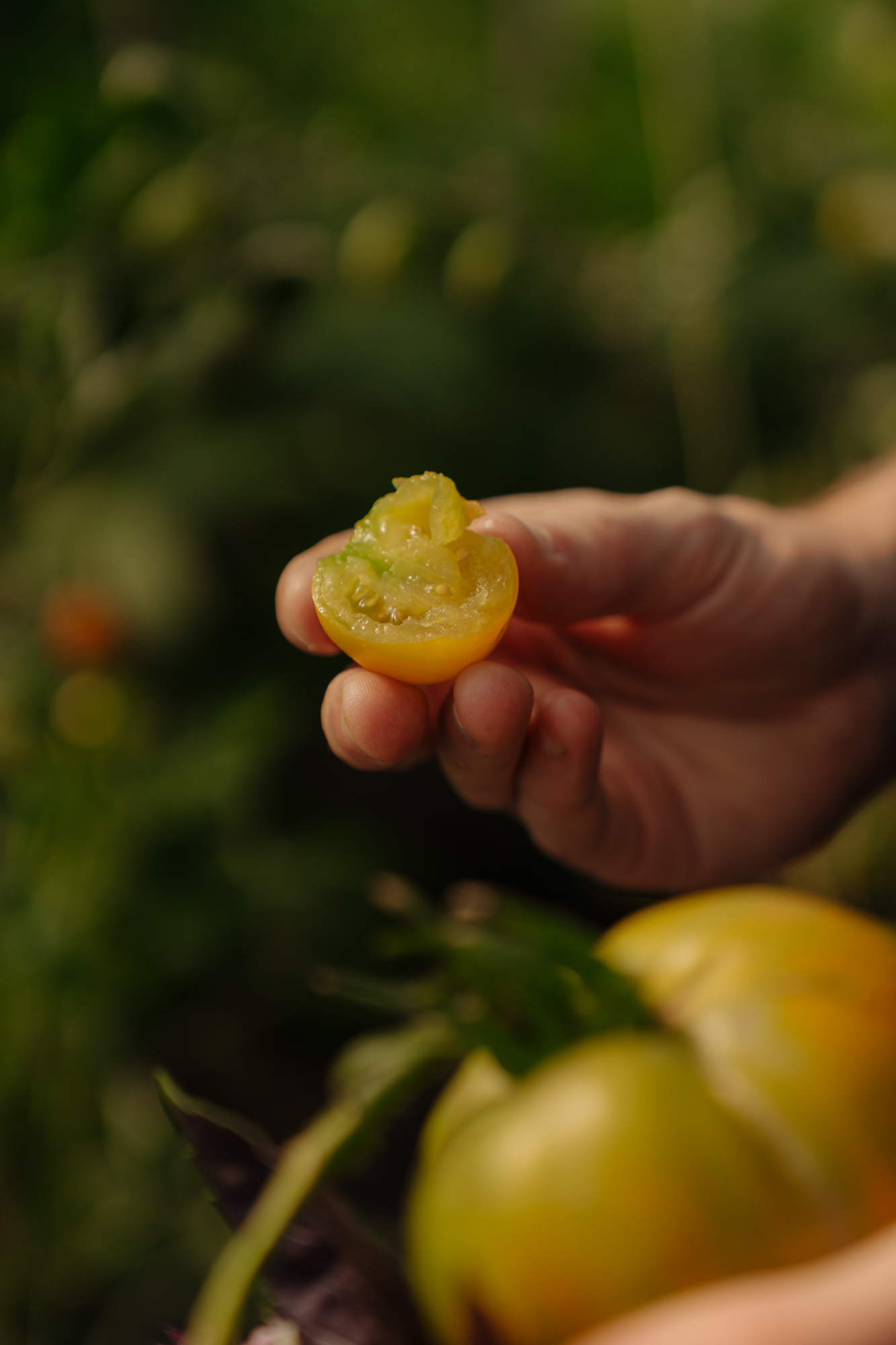 Restaurant Flore in Amsterdam – conscious fine dining with seasonal and sustainable ingredients.